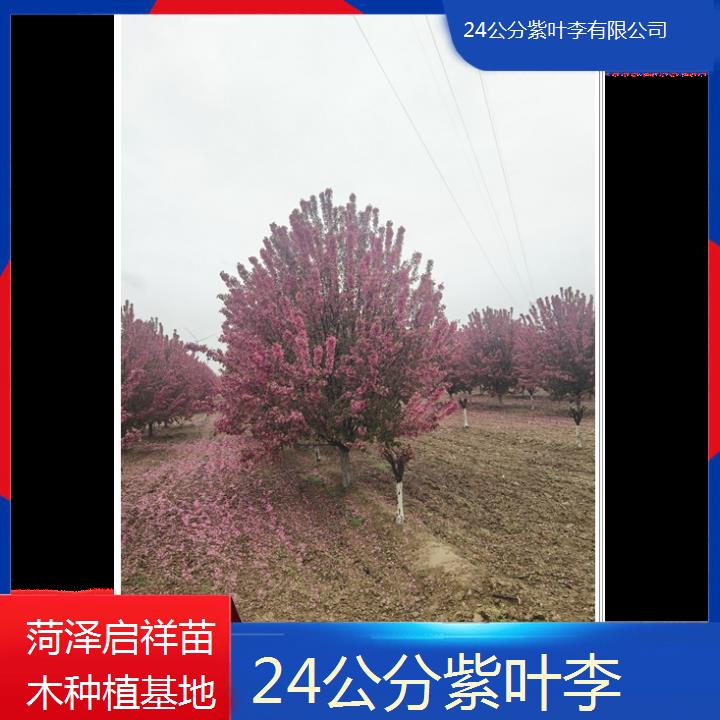 吐鲁番24公分紫叶李有限公司-2024+排名一览