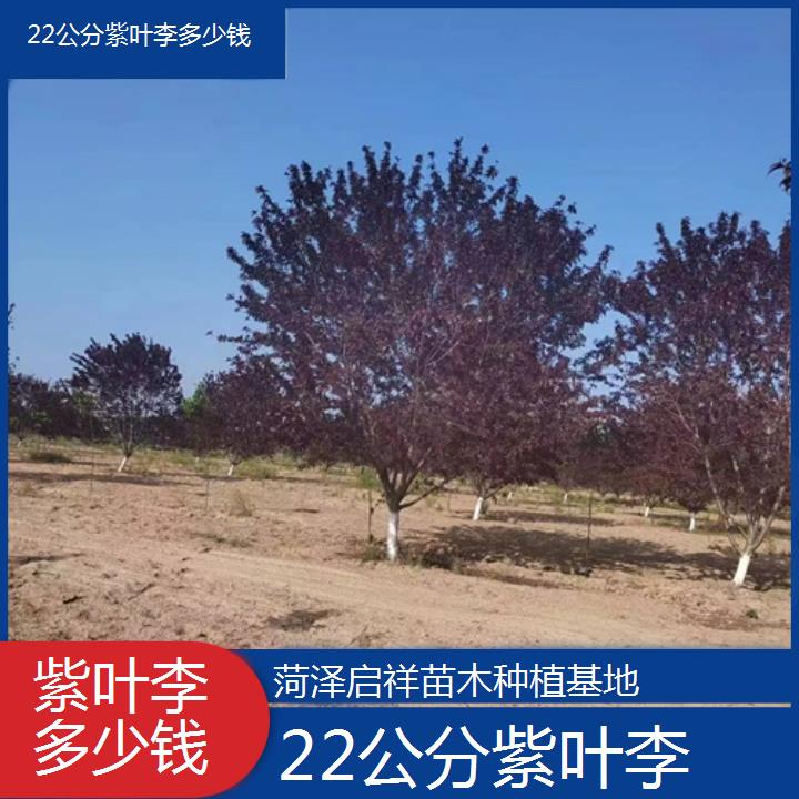 马鞍山22公分紫叶李多少钱-2024+排名一览