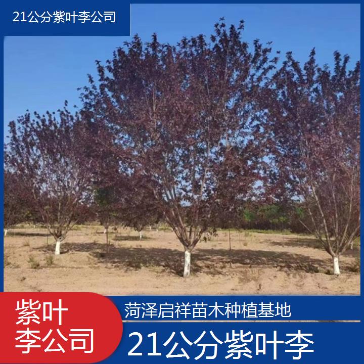 许昌21公分紫叶李公司-2024+排名一览