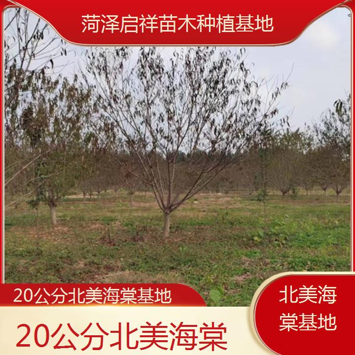 海东20公分北美海棠基地-2024+排名一览