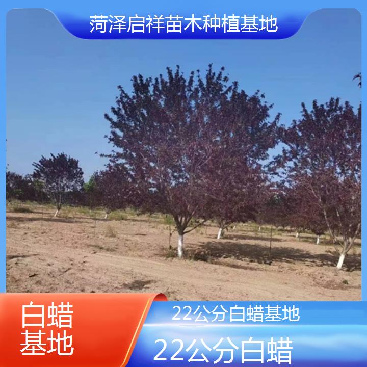 安顺22公分白蜡基地-2024+排名一览