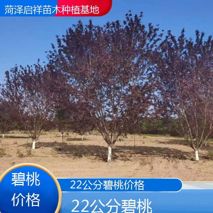 来宾22公分碧桃价格-2024+排名一览