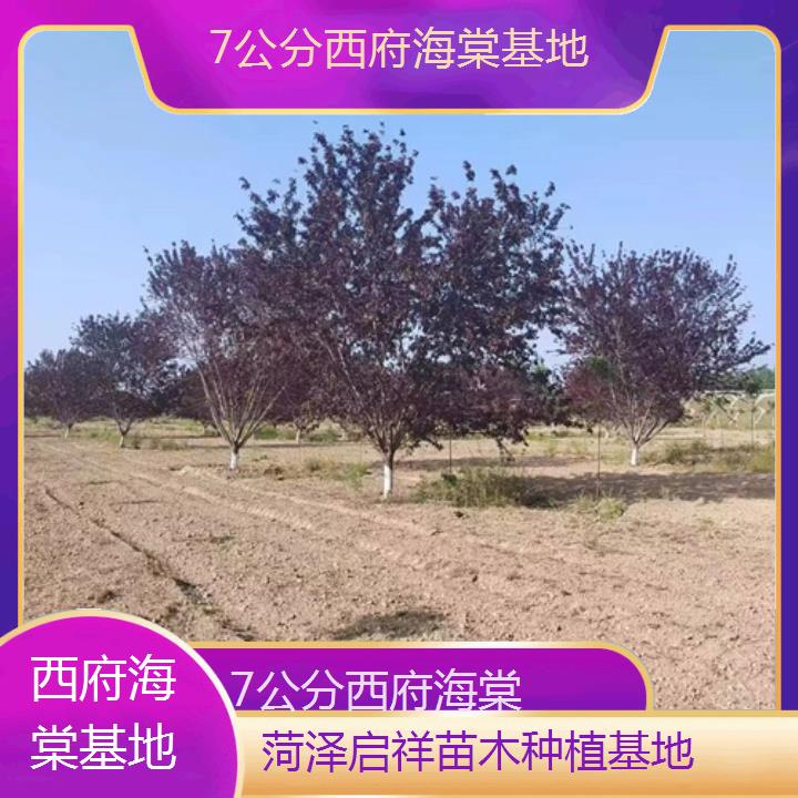 台州7公分西府海棠基地-2024+排名一览