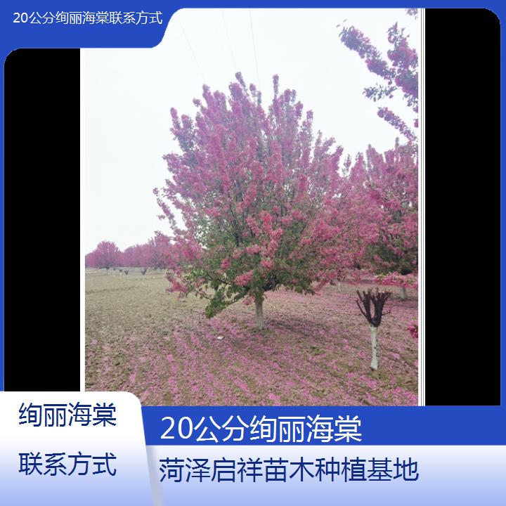 淮北20公分绚丽海棠联系方式-2024+排名一览