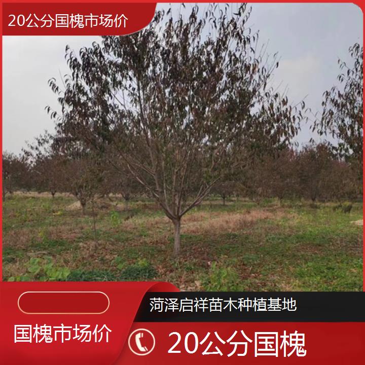 拉萨20公分国槐市场价-2024+排名一览