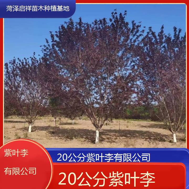 聊城20公分紫叶李有限公司-2024+排名一览