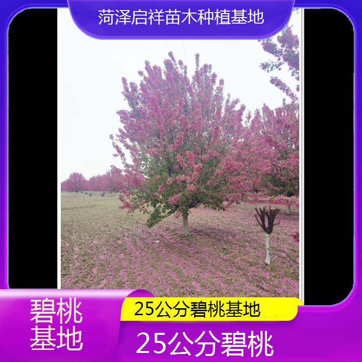 芜湖25公分碧桃基地-2024+排名一览