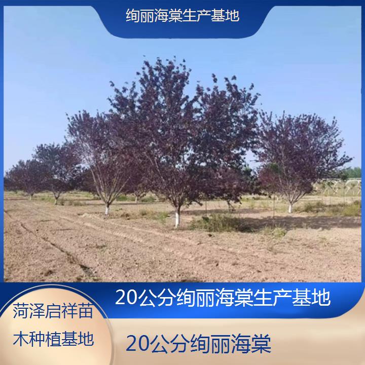 山南20公分绚丽海棠生产基地-2024+排名一览