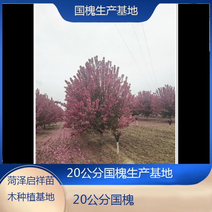 荆门20公分国槐生产基地-2024+排名一览