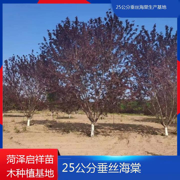 昌吉25公分垂丝海棠生产基地-2024+排名一览