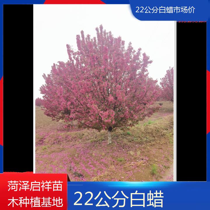 泰州22公分白蜡市场价-2024+排名一览