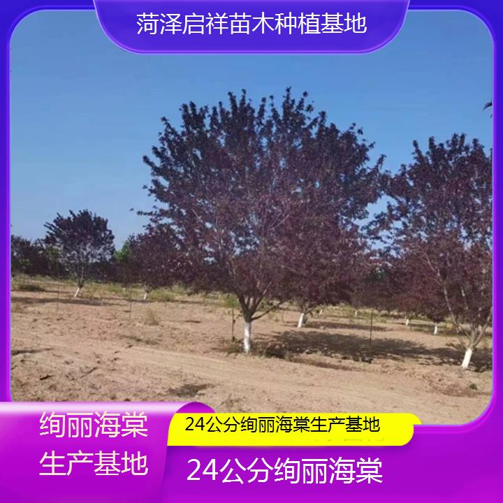 雅安24公分绚丽海棠生产基地-2024+排名一览