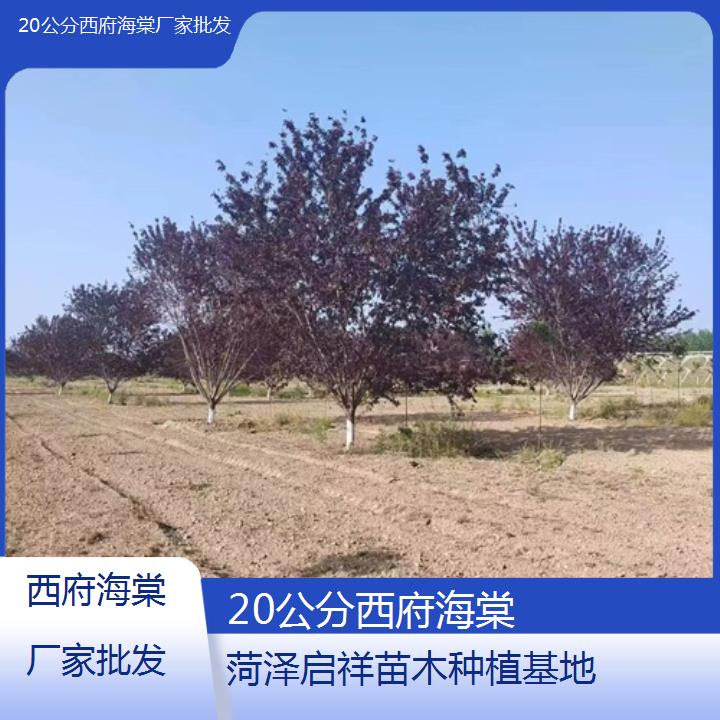 绍兴20公分西府海棠厂家批发-2024+排名一览