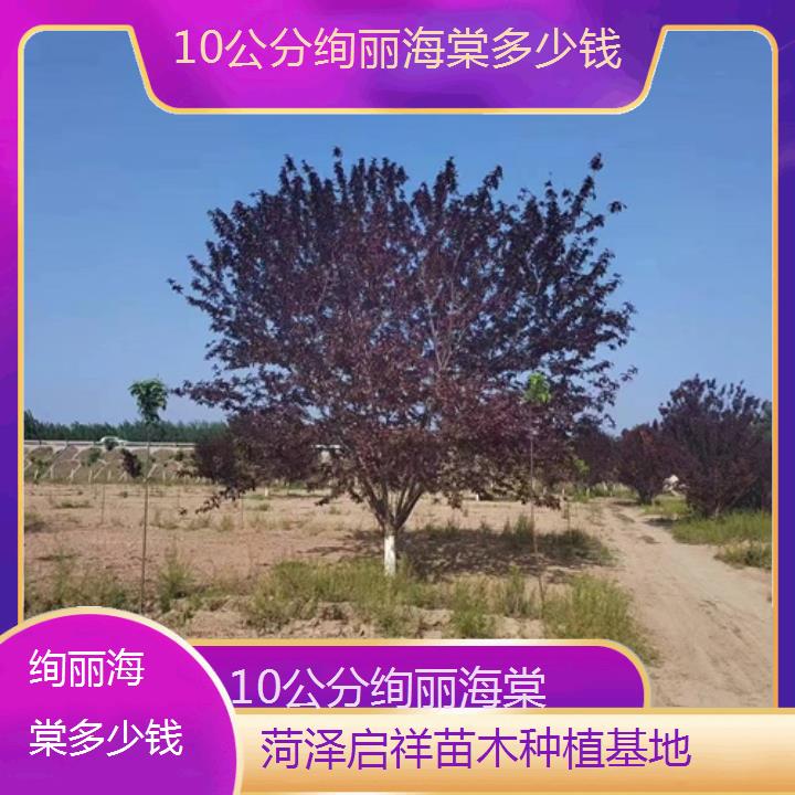 柳州10公分绚丽海棠多少钱-2024+排名一览