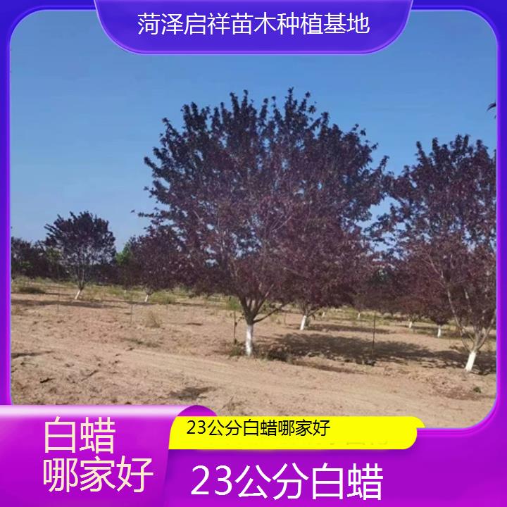 泰州23公分白蜡哪家好-2024+排名一览