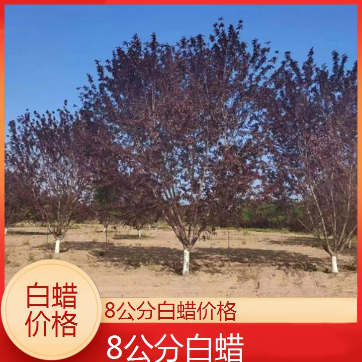 抚州8公分白蜡价格-2024+排名一览