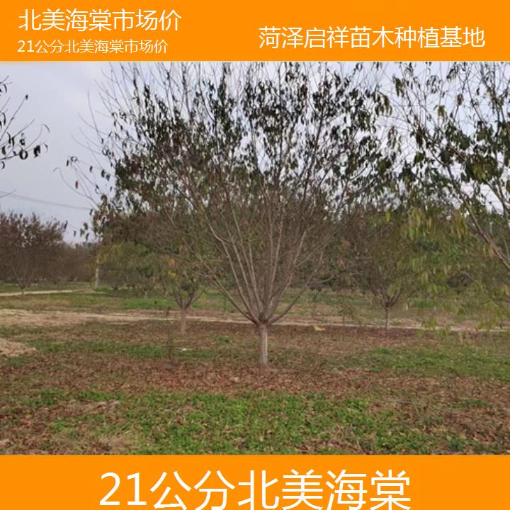 威海21公分北美海棠市场价-2024+排名一览