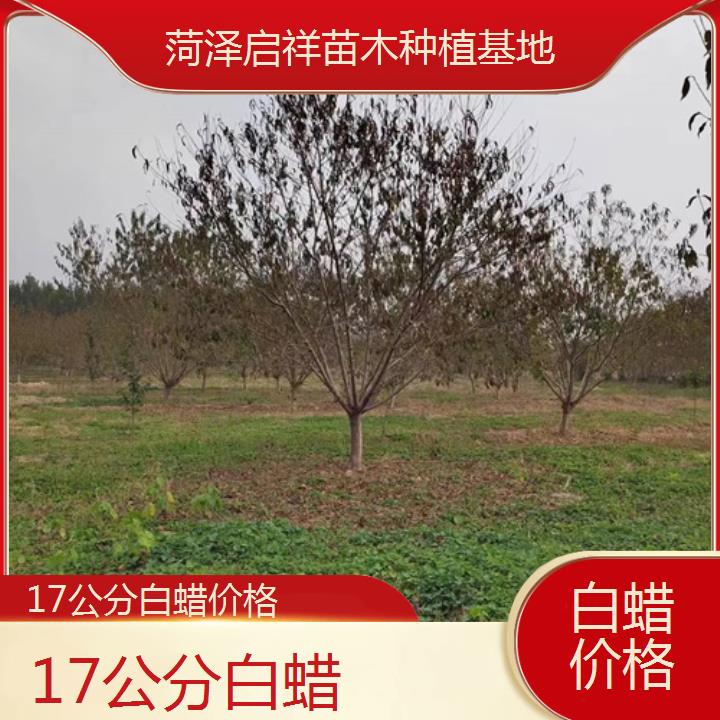 驻马店17公分白蜡价格-2024+排名一览