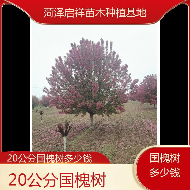 百色20公分国槐树多少钱-2024+排名一览