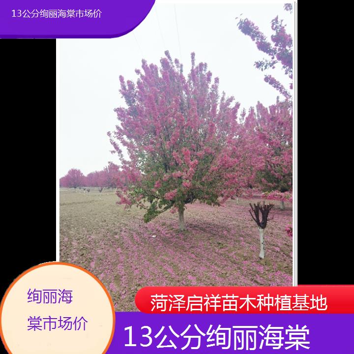 运城13公分绚丽海棠市场价-2024+排名一览