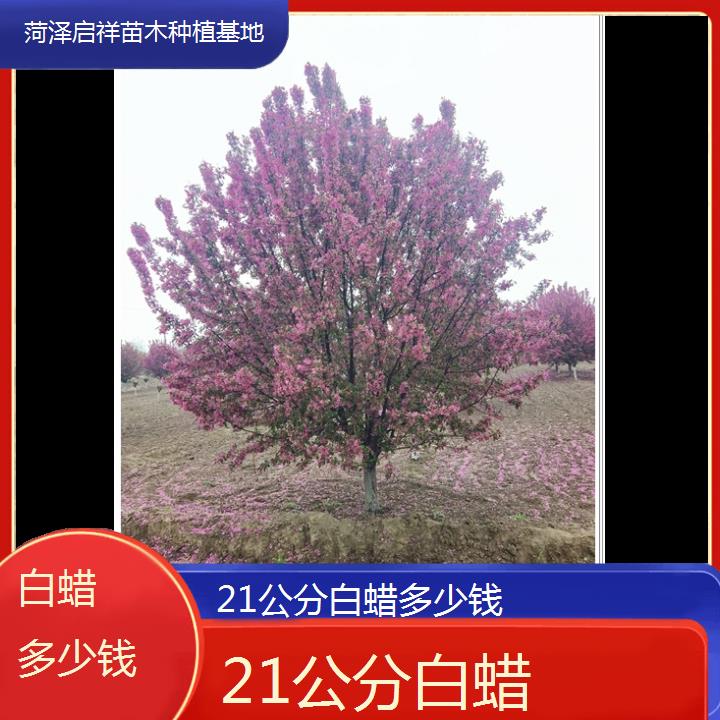 西双版纳21公分白蜡多少钱-2024+排名一览