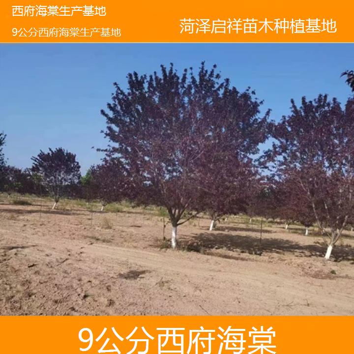 克拉玛依9公分西府海棠生产基地-2024+排名一览