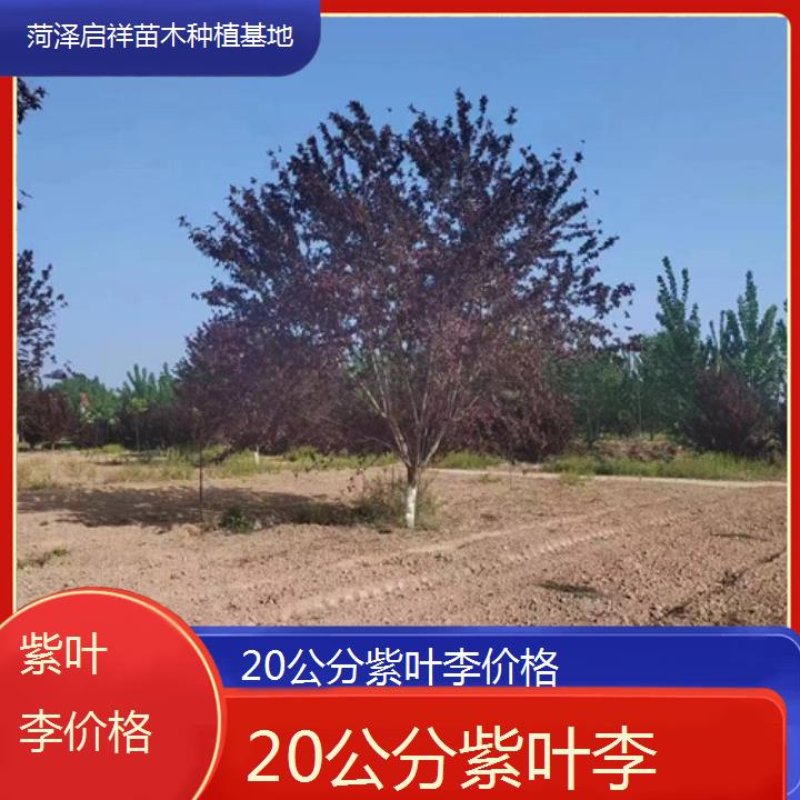 揭阳20公分紫叶李价格-2024+排名一览