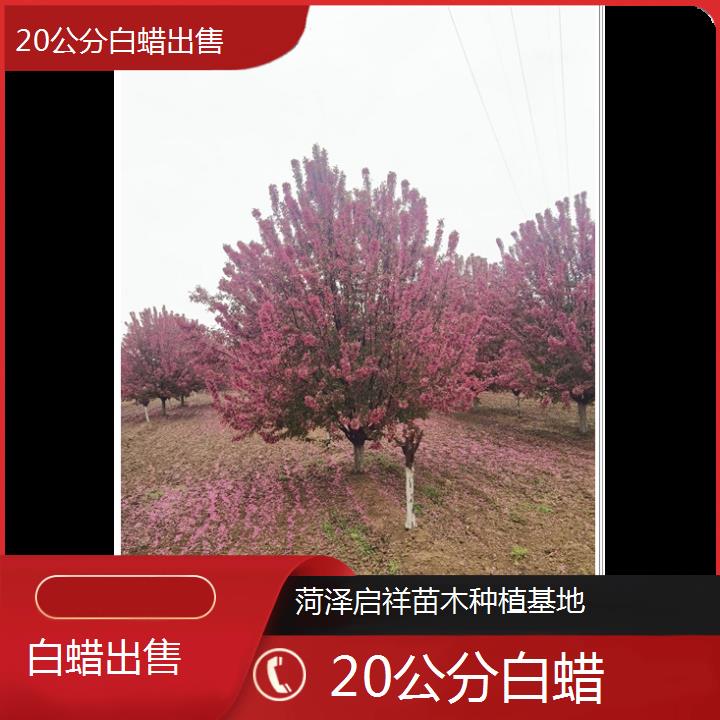 阿里20公分白蜡出售-2024+排名一览