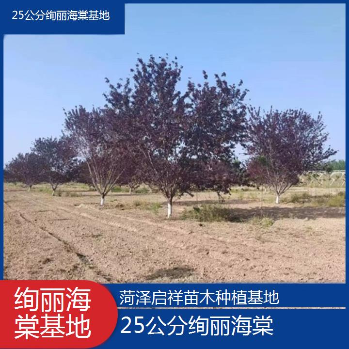 保山25公分绚丽海棠基地-2024+排名一览