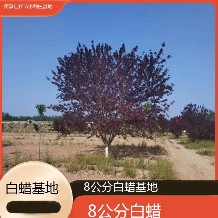 永州8公分白蜡基地-2024+排名一览