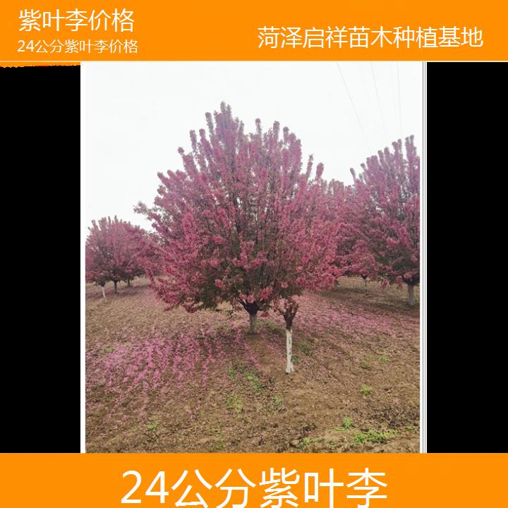 七台河24公分紫叶李价格-2024+排名一览