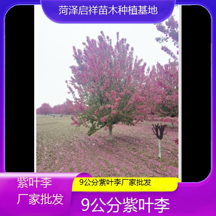 毕节9公分紫叶李厂家批发-2024+排名一览