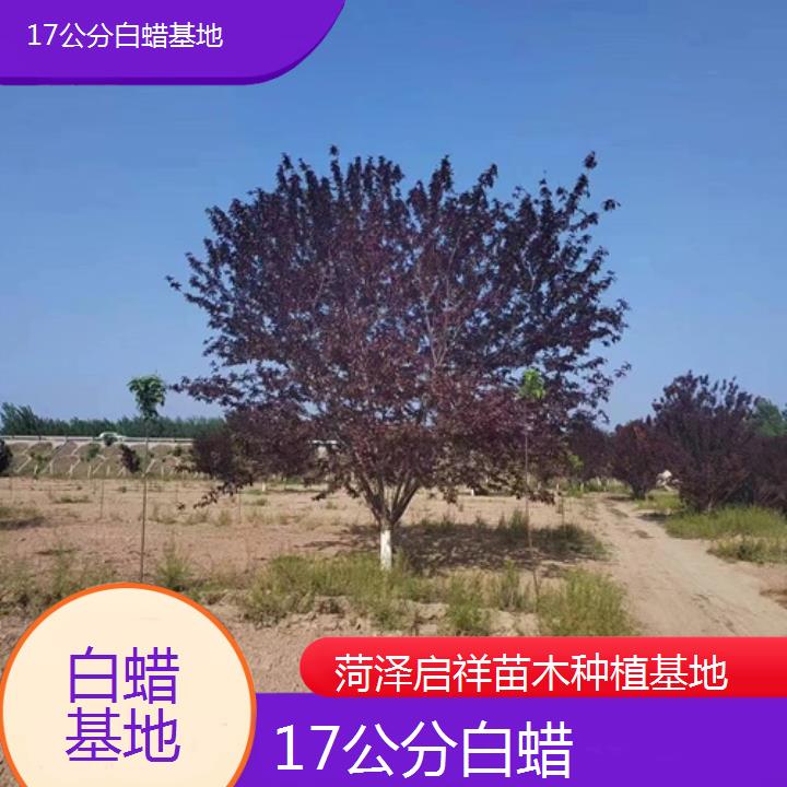 抚州17公分白蜡基地-2024+排名一览