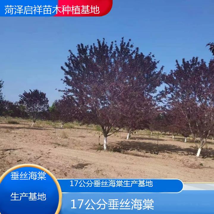 遂宁17公分垂丝海棠生产基地-2024+排名一览