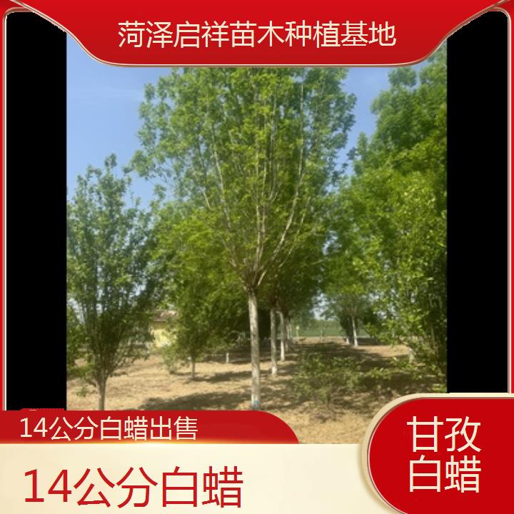 甘孜14公分白蜡出售-榜单一览