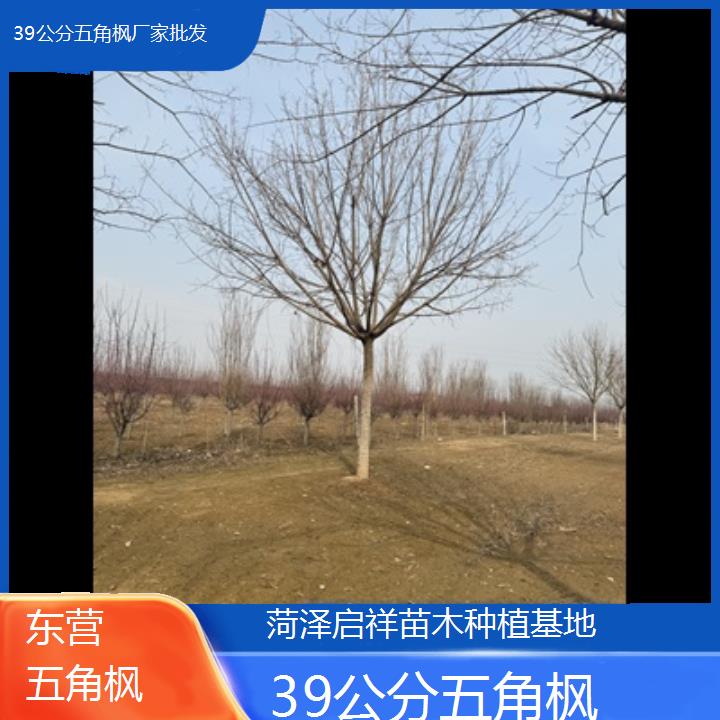 东营39公分五角枫厂家批发-榜单汇总