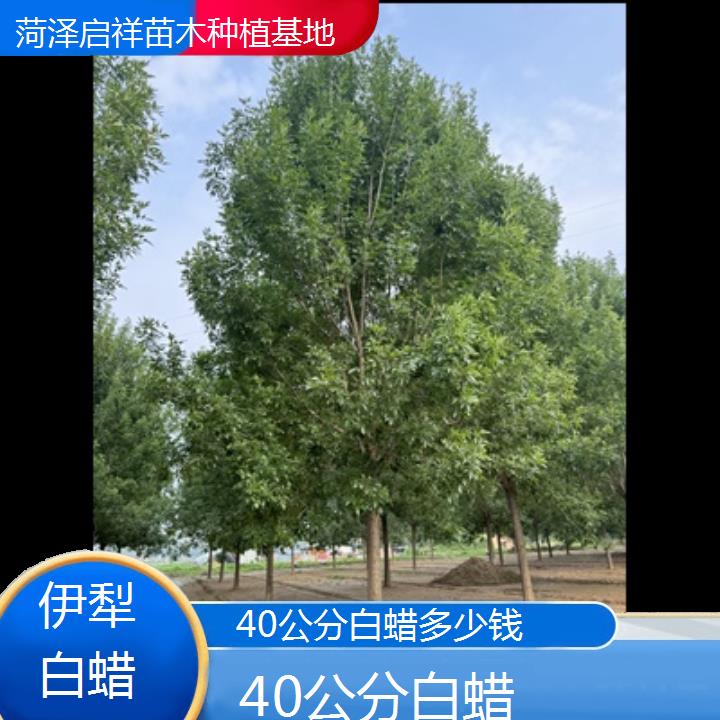 伊犁40公分白蜡多少钱-榜单一览