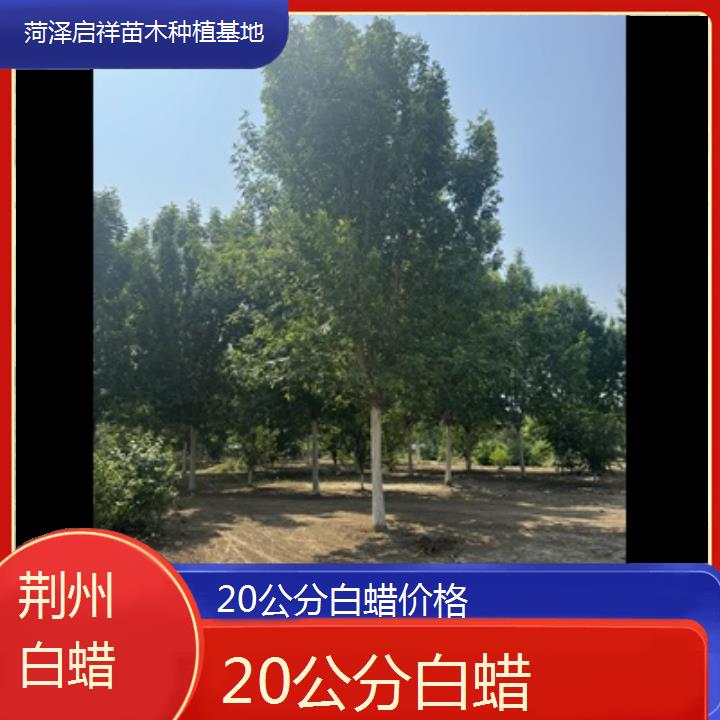 荆州20公分白蜡价格-榜单一览