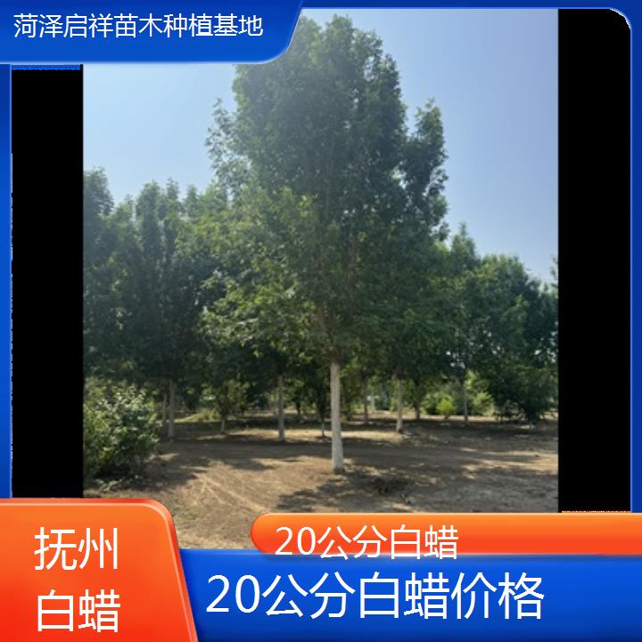 抚州20公分白蜡价格-榜单一览