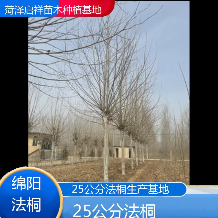 绵阳25公分法桐生产基地-人气排行榜