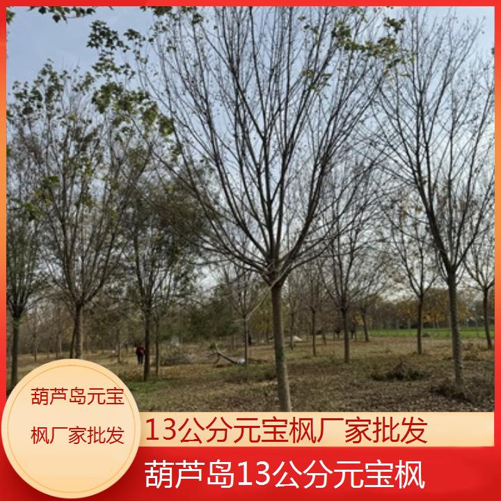 葫芦岛13公分元宝枫厂家批发-排名一览