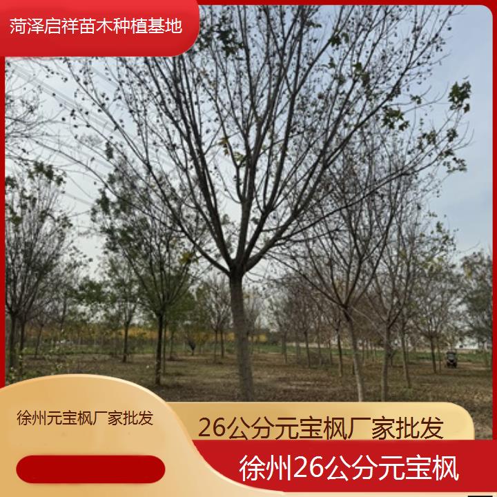 徐州26公分元宝枫厂家批发-排名一览