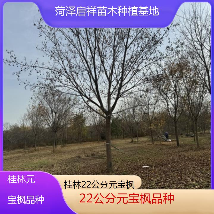 桂林22公分元宝枫品种-排名一览