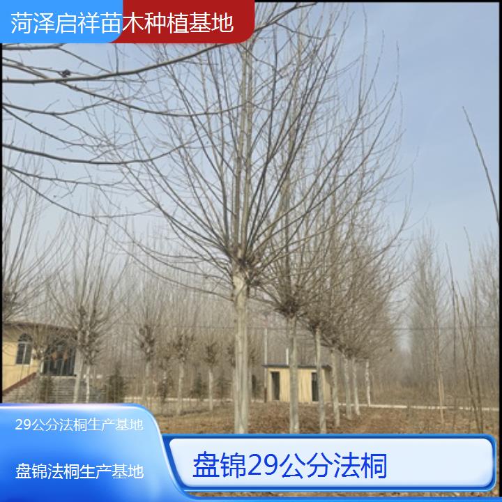 盘锦29公分法桐生产基地-人气排行榜