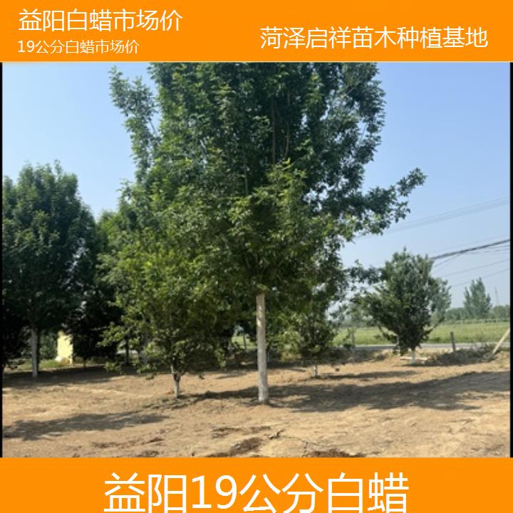 益阳19公分白蜡市场价-榜单一览