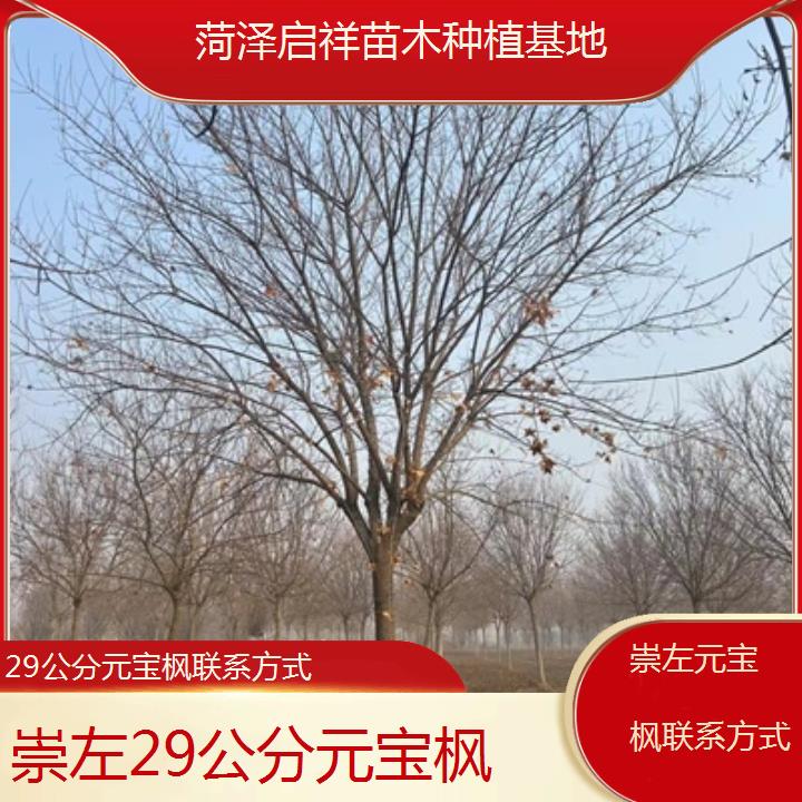 崇左29公分元宝枫联系方式-排名一览