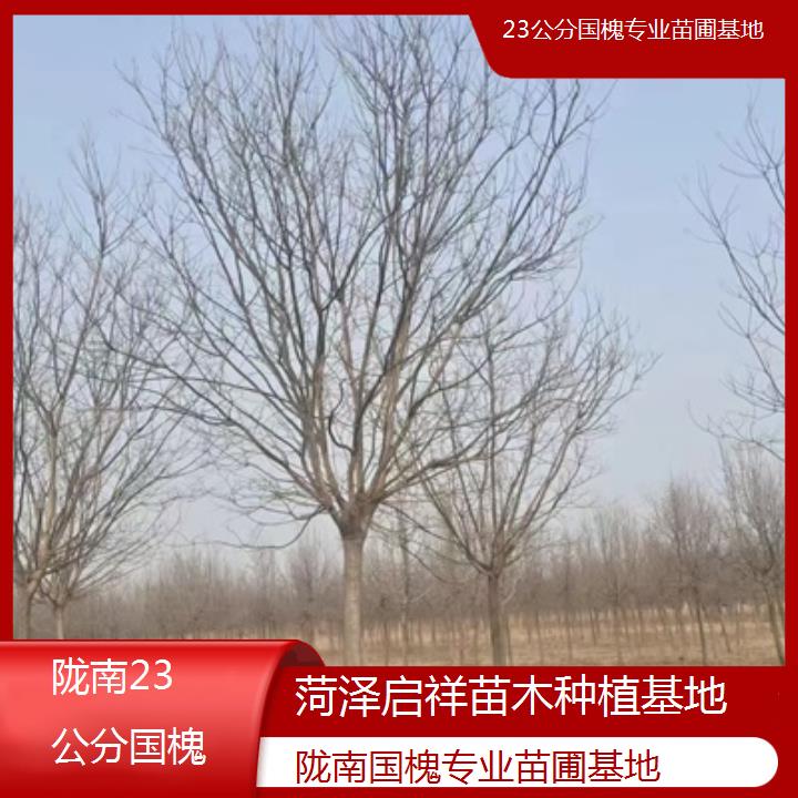 陇南23公分国槐专业苗圃基地-按口碑排名