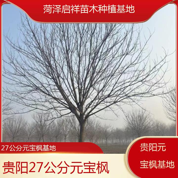 贵阳27公分元宝枫基地-排名一览