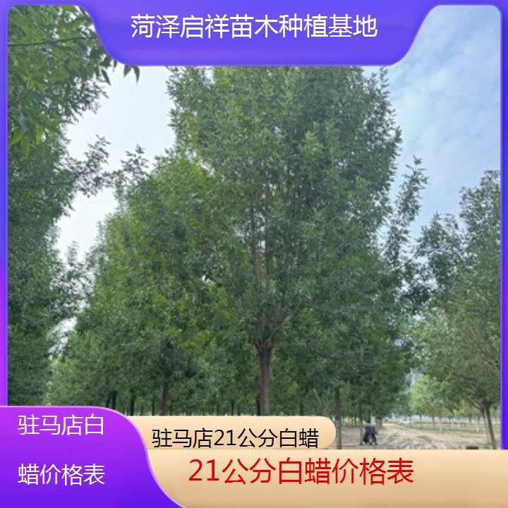 驻马店21公分白蜡价格表-榜单一览