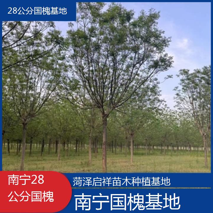 南宁28公分国槐基地-按口碑排名